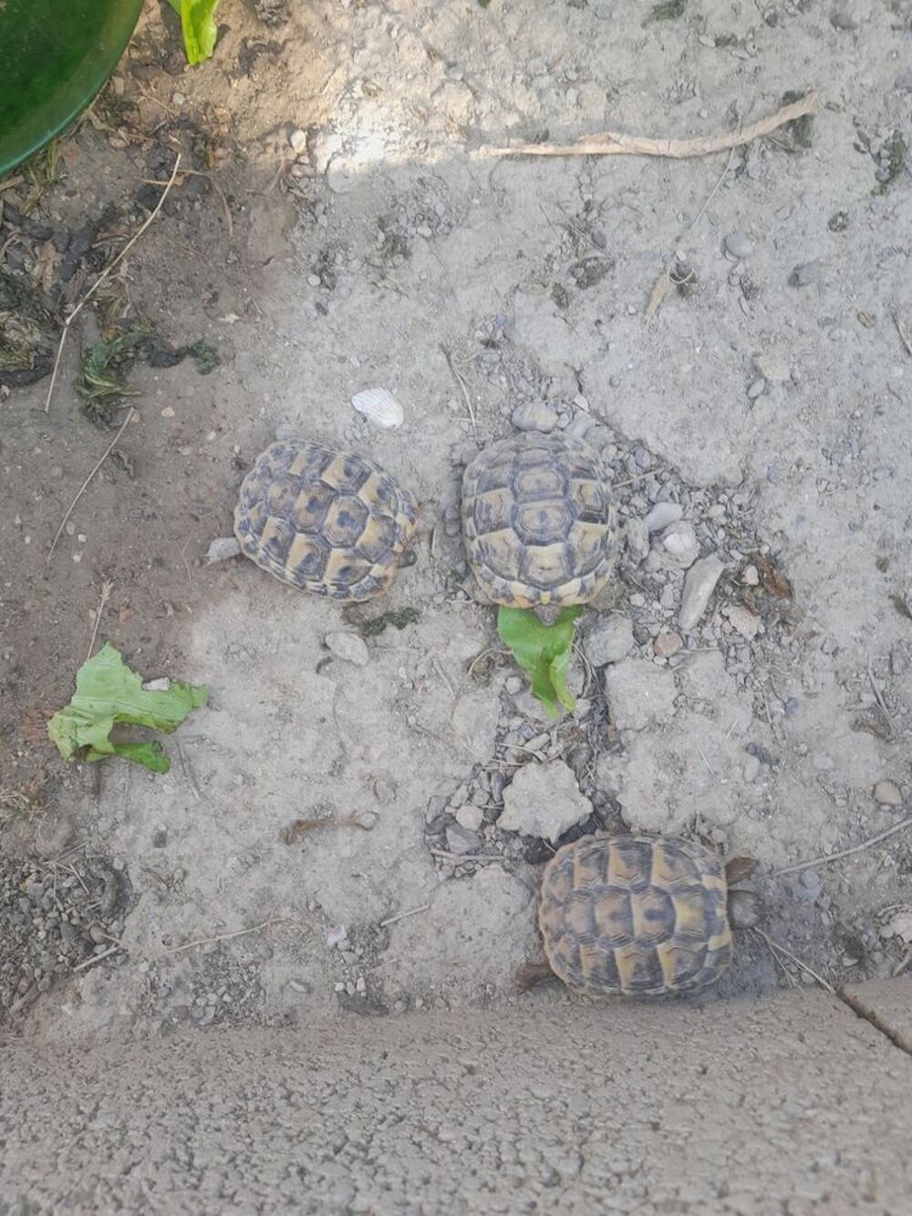   petites tortues  