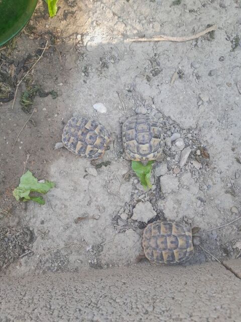 petites tortues 34770 Gigean