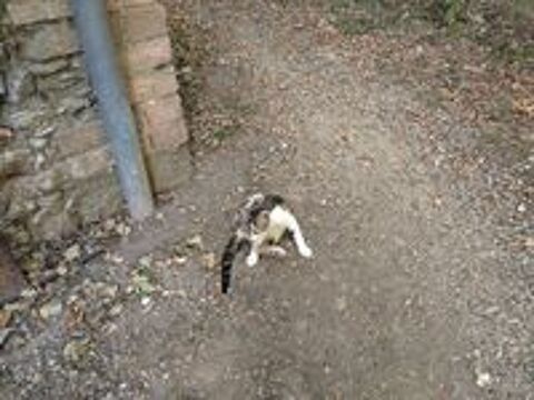   chatons à adopter 