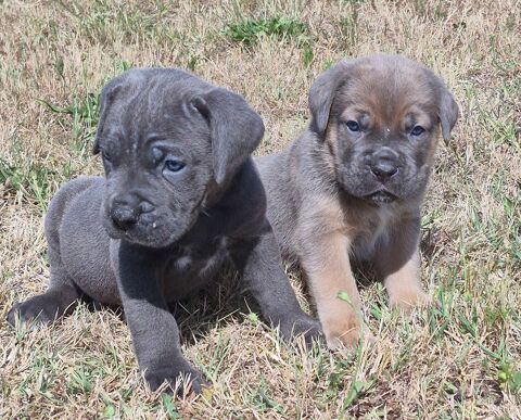 CANE CORSO LOF 1400 72250 Parigné-l'Évêque