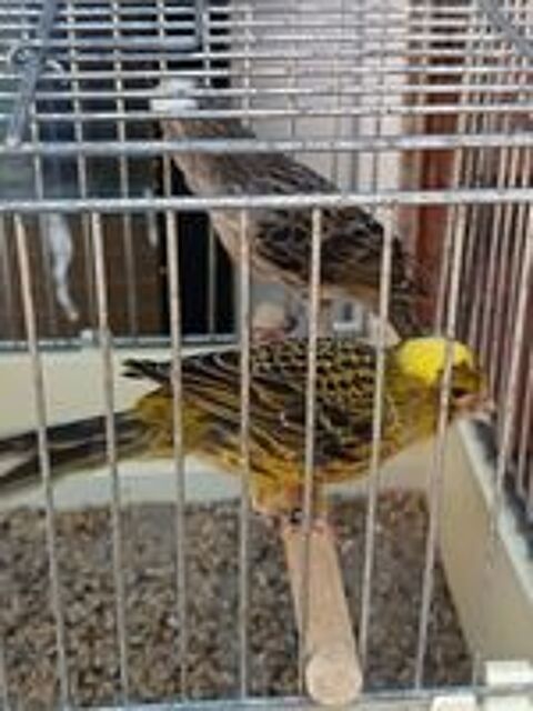   Couple Canaris lizar 