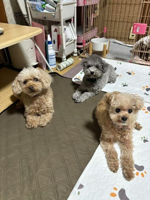 Don caniche 0 13001 Marseille