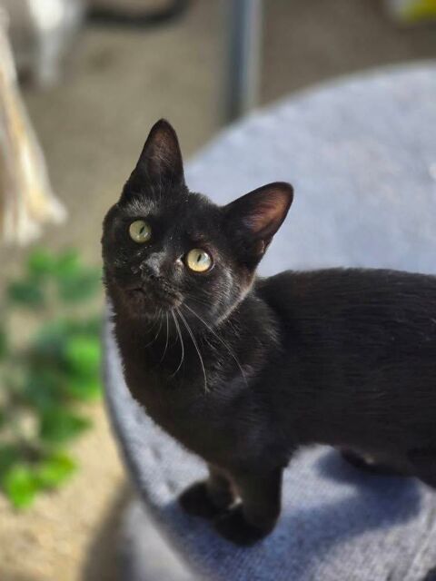 ALOE 210 27140 Gisors