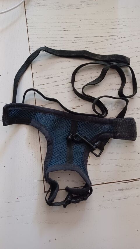 Harnais + laisse petit rongeur, rat, furet ... 6 84500 Bollne
