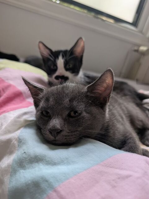 Donne chaton contre bon soins 0 77340 Pontault-combault