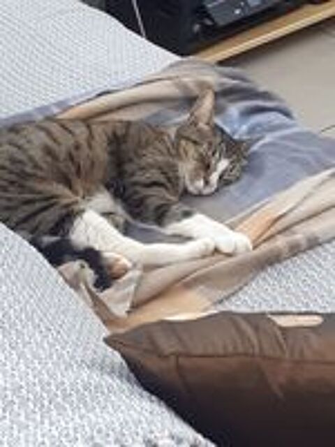   Disparition de Sao, chat âgé de 5 ans. 
