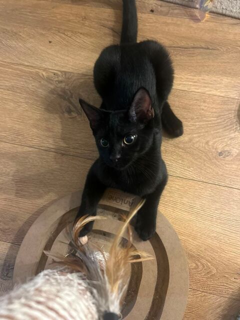 Mouwnny, 4 mois &agrave; l'adoption 150 95390 Saint-prix