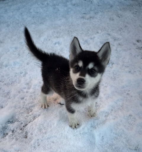Chiots pomsky disponibles 1400 44210 Pornic