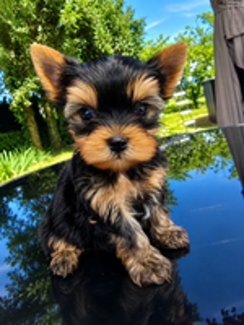   Magnifiques chiots Yorkshire Terrier Lof 
