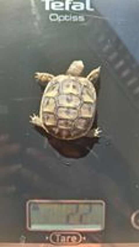   Bébé tortue ?  