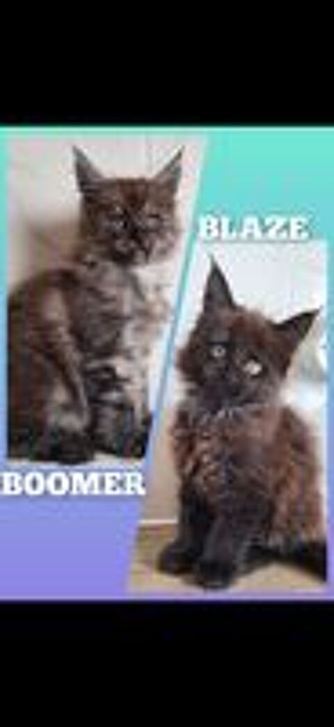   Maine coon LOOF 