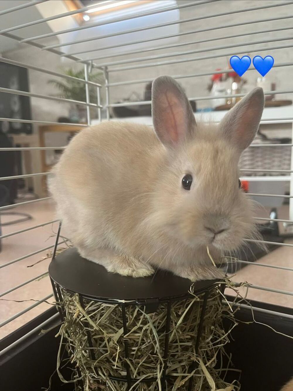   Lapins nains  