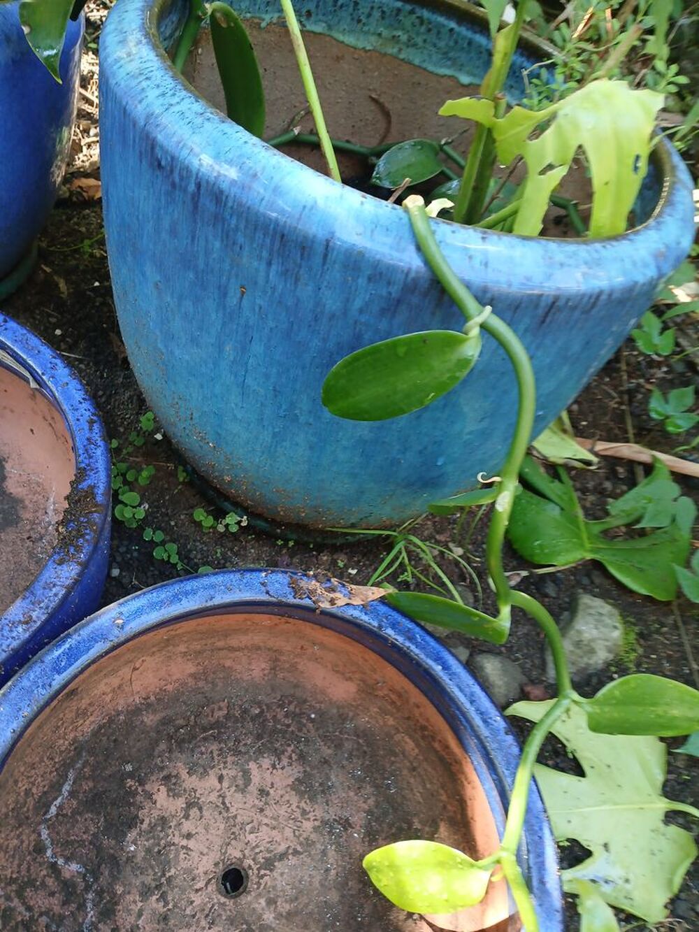 Plantes et pots vari&eacute;s Jardin