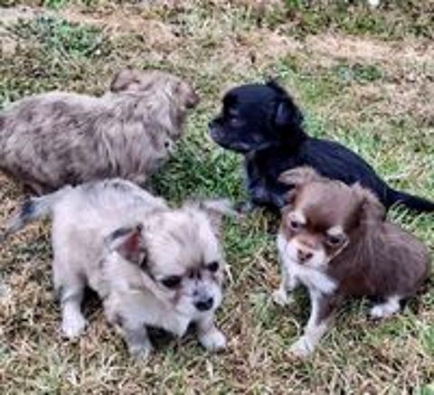   Chiots chihuahuas 