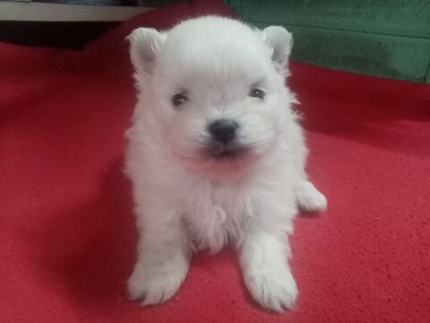 Spitz nain chiot blanc 800 66000 Perpignan
