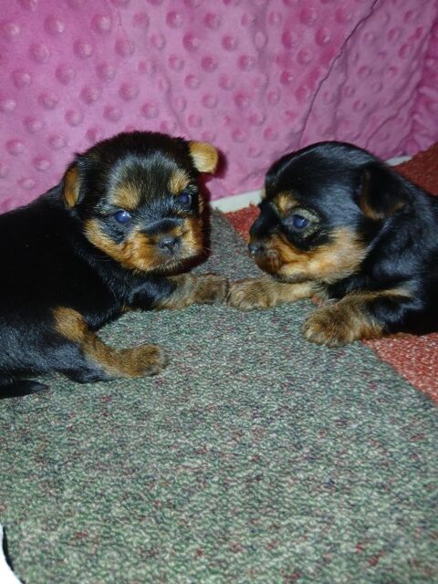 Port&eacute;e de 4 chiots 2 femelles et 2 males 1200 16000 Angoul�me