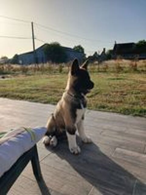   chiot akita americain 