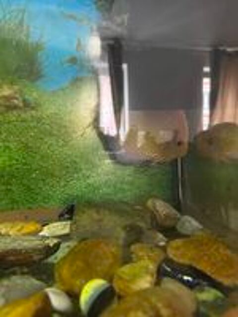   Aquarium + poisson + meuble 
