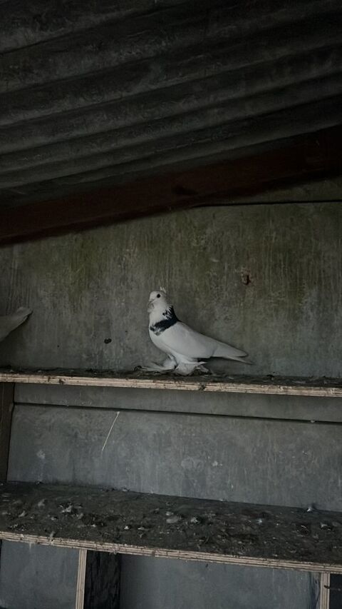 animaux 30 Bouville (91)