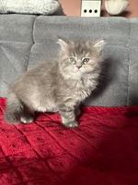   Chaton type Maine coon 
