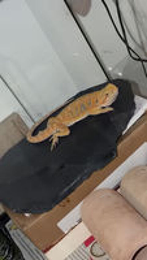   pogona vitticeps 