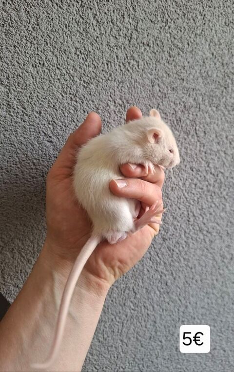 Rat domestique 5 34170 Castelnau-le-lez