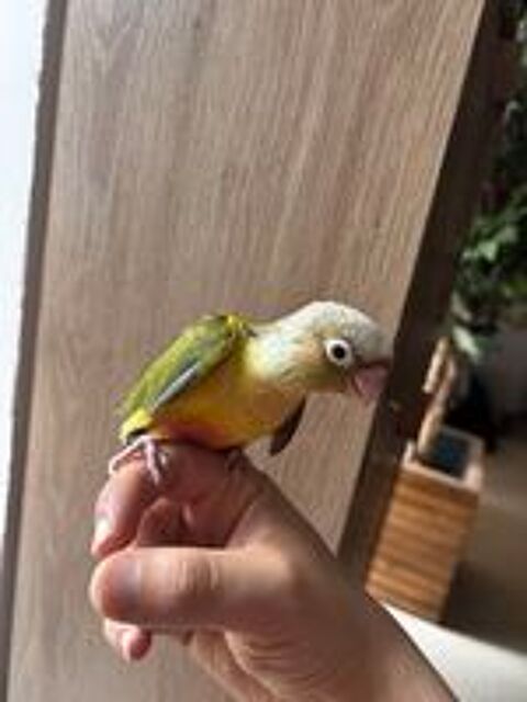   Conure EAM apprivoisé 