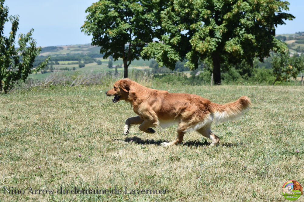   Golden retriever LOF pour saillie 