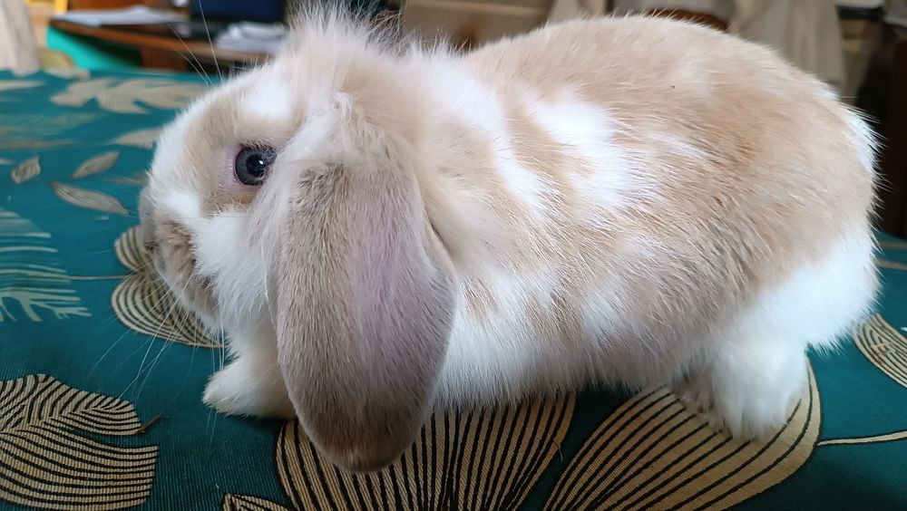   lapins nains beliers angora 