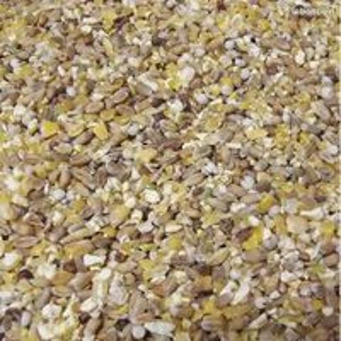   Graines blé orge maïs tournesol 