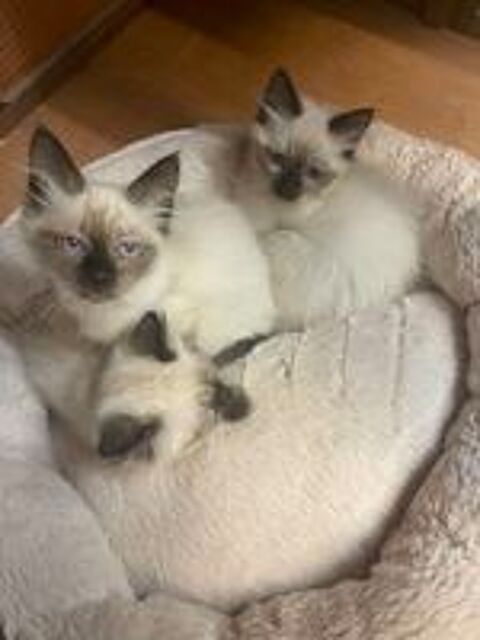   Femelle type ragdoll 