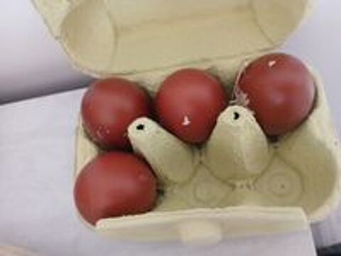   Oeufs fécondé marans  
