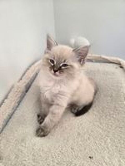   Chatons type Ragdoll 