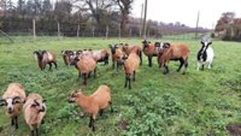   Mouton du Cameroun  béliers  