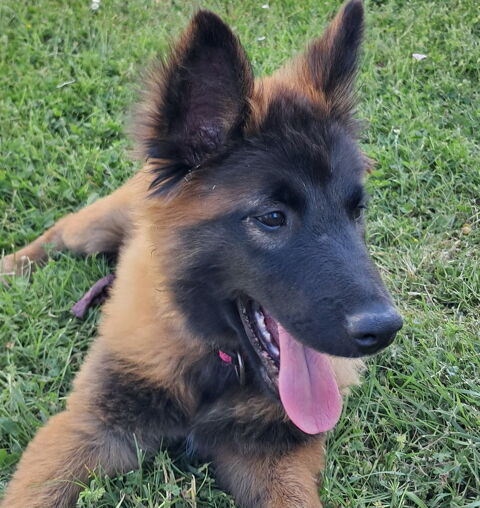 Chiots berger belges tervueren LOF lign&eacute;e de travail 600 45700 Villemandeur