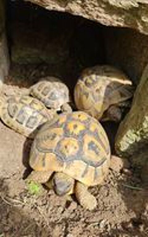   Tortue terrestre adulte femelle 13 ans 