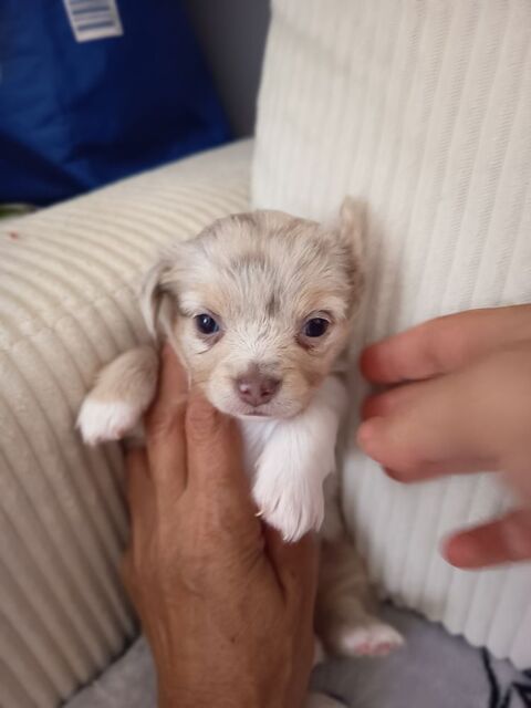 ADORABLES CHIHUAHUAS &agrave;€ POIL LONG ET  COURT M&agrave;€LE Et FEMELLE 1000 66000 Perpignan