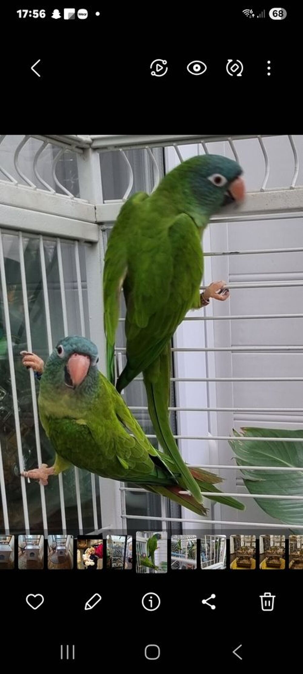   Couple de conure � t�te bleue 