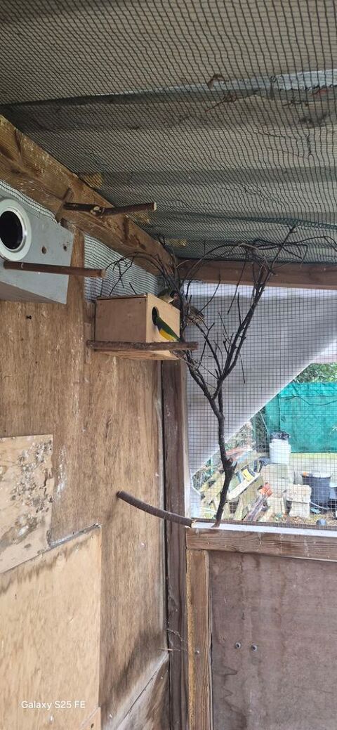 Couple de goulde 80 34670 Saint-br�s