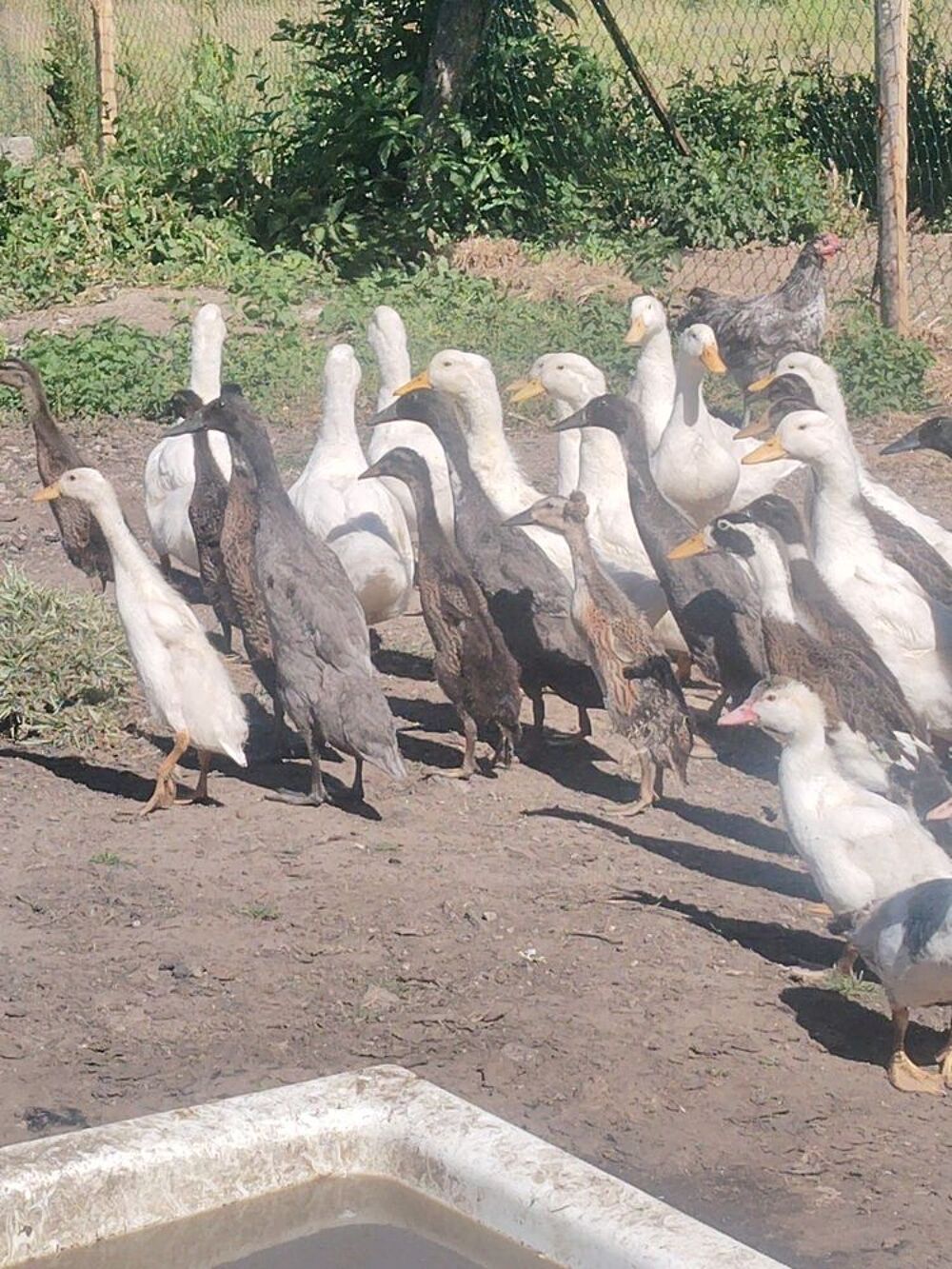   Canards coureurs indien  