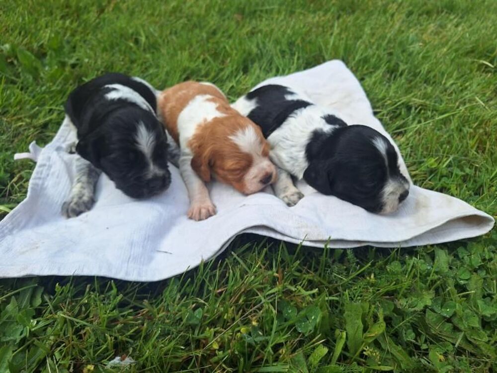   Vente chiots males épagneuls bretons 