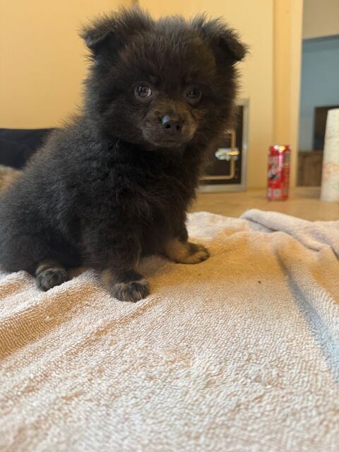 Pomchi couleurs exotiques  750 91270 Vigneux-sur-seine