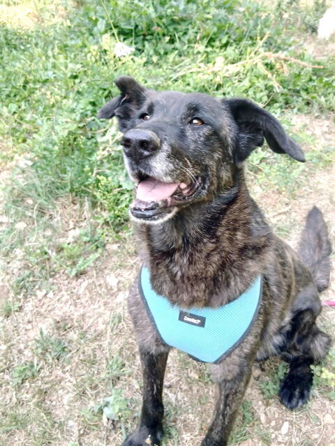 Corsi est &agrave; l'adoption! 0 34000 Montpellier