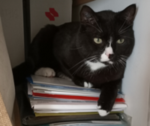   TERRY CHAT NOIR & BLANC 6 ANS 
