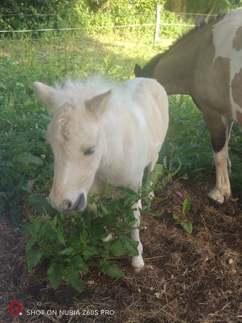 Poney pie palomino 10 18370 Saint-priest-la-marche