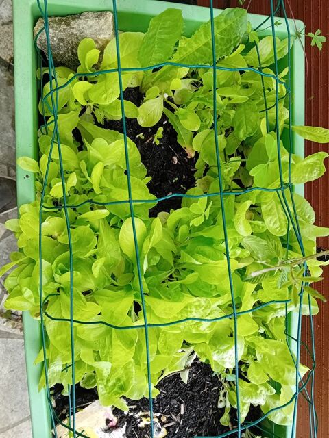 plan de salade 0 Cassagnabère-Tournas (31)