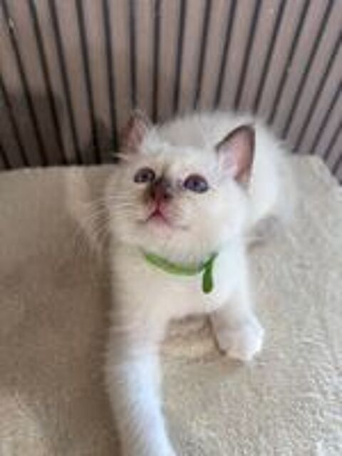  Magnifique chaton sacré de Birmanie LOOF  