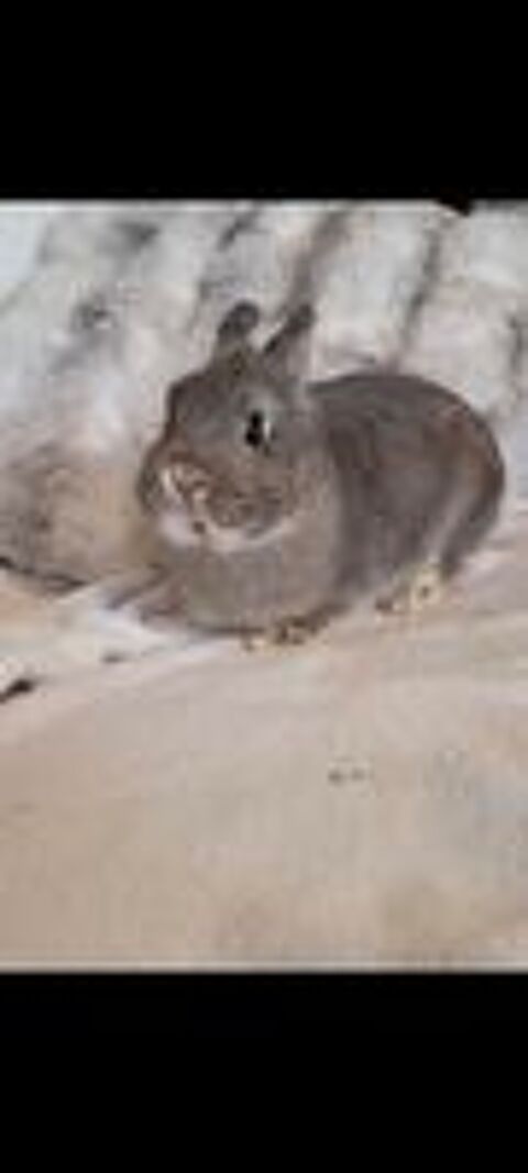   lapin nain  