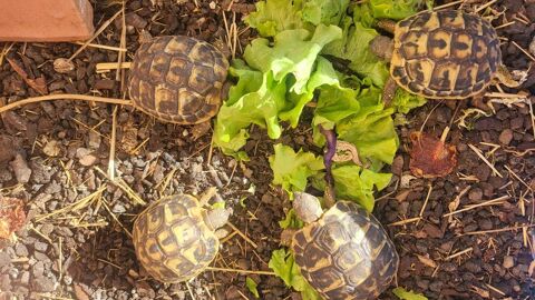 Tortues de terre 2 ans 60 83200 Toulon