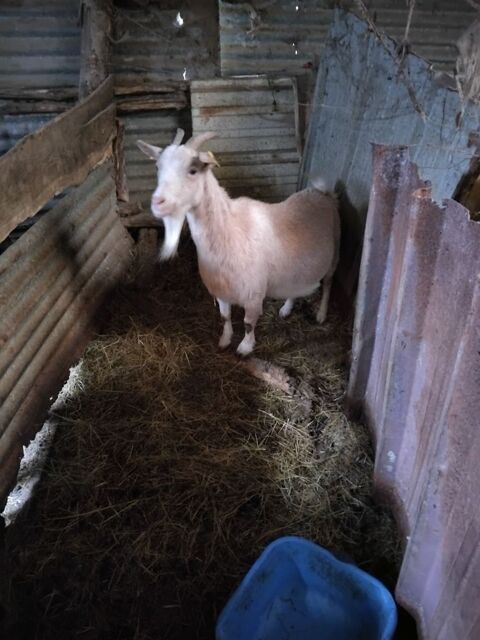 chevre naine 50 85150 Saint-georges-de-pointindoux